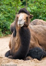 Kamel (16 von 108).jpg